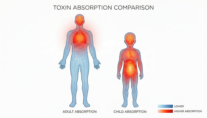 Your Children Absorb PFAS Faster Than You
